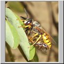 Philanthus triangulum - Bienenwolf w16.jpg
